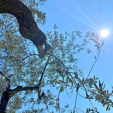 Francesca Bed & Breakfast