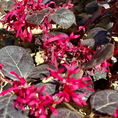 Bed & Breakfast Francesca Spoltore