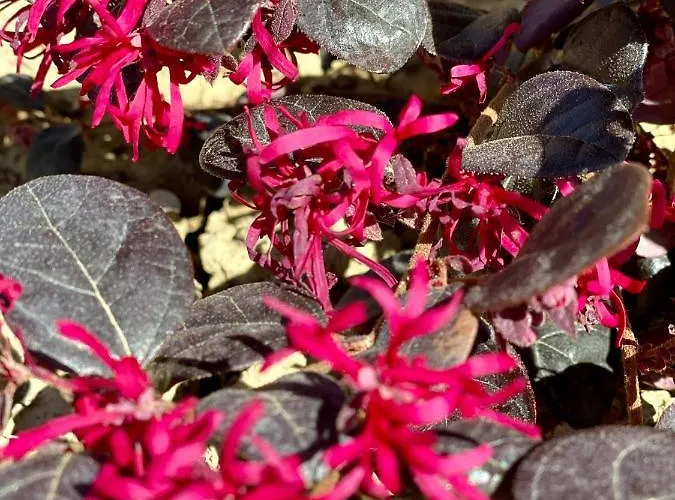 Alojamento de Acomodação e Pequeno-almoço Francesca Spoltore